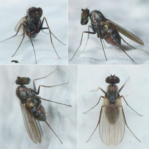 Réf. 218 456 : Medetera sp.
